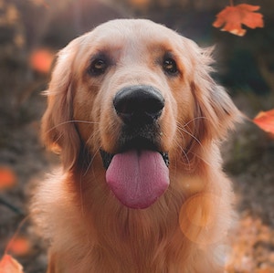 dogimg